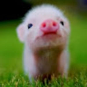 Meet your Posher, Carlena